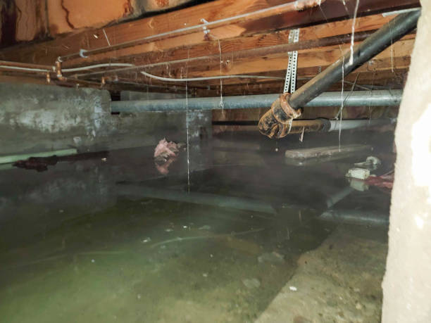 Best Water damage contractors near me  in Tanque Verde, AZ