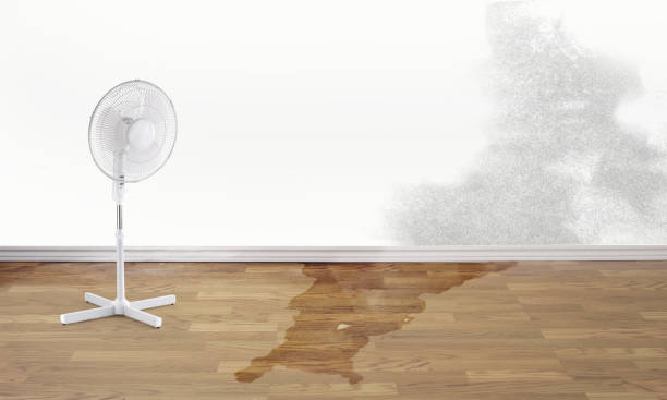 Best Water damage restoration experts  in Tanque Verde, AZ