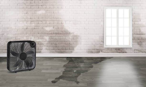 Best Flood damage cleanup  in Tanque Verde, AZ